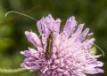 Nemophora metallica